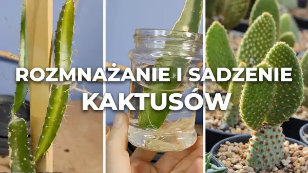 Jak sadzić kaktusy w doniczce: uniknij najczęstszych błędów