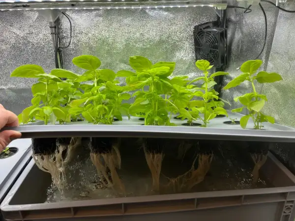 Gröna basilika plantor växer i ett hydroponiskt system. Rötterna hänger ner i vattnet, redo för en god gse-skörd.
