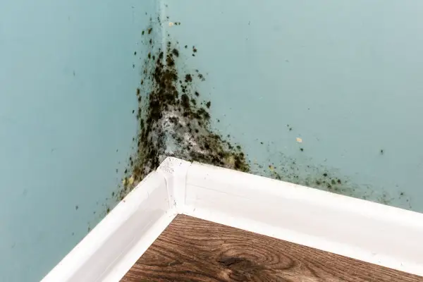 Angolo di una stanza con muffa scura sulle pareti azzurre, un problema comune per chi soffre di allergia muffa pareti.