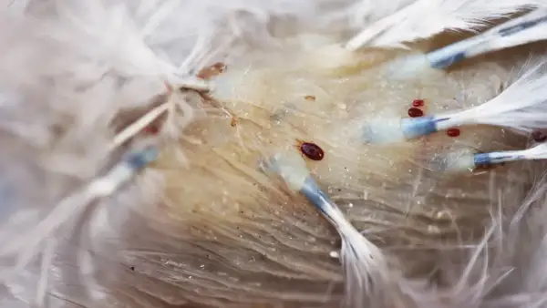 Nahaufnahme von federlingen, die sich auf der Haut eines Huhns befinden. Kleine rote und braune Parasiten krabbeln zwischen den Federn.