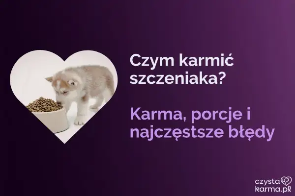 Słodki szczeniak husky wącha karmę. Dowiedz się, czym karmić szczeniaki 4 tygodniowe, jakie porcje podawać i jakich błędów unikać.