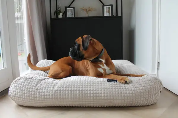 Brauner Boxer entspannt auf seinem weichen Hundebett. Zeit für eine Reinigung, damit es wieder frisch duftet.