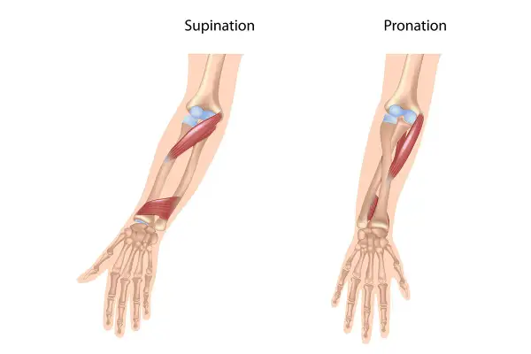 Illustration zeigt die Bewegungen Pronation und Supination des Unterarms mit Muskeln und Knochen.