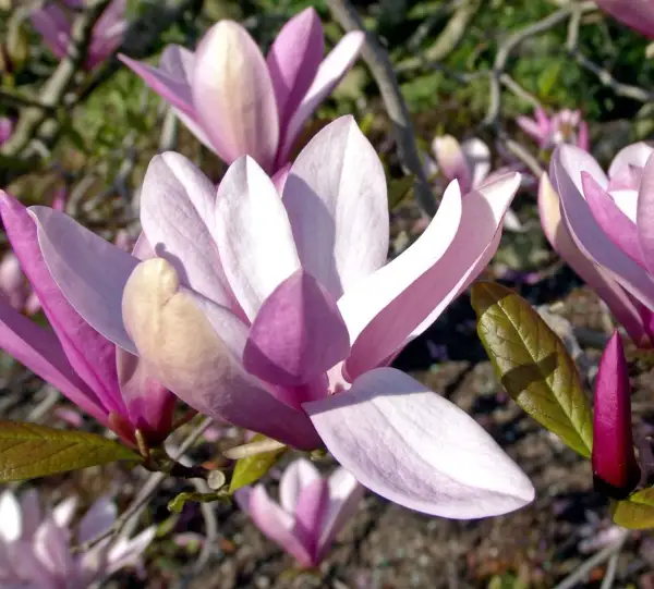 Magnolia ‘Betty’ – piękno, które przyciąga spojrzenia