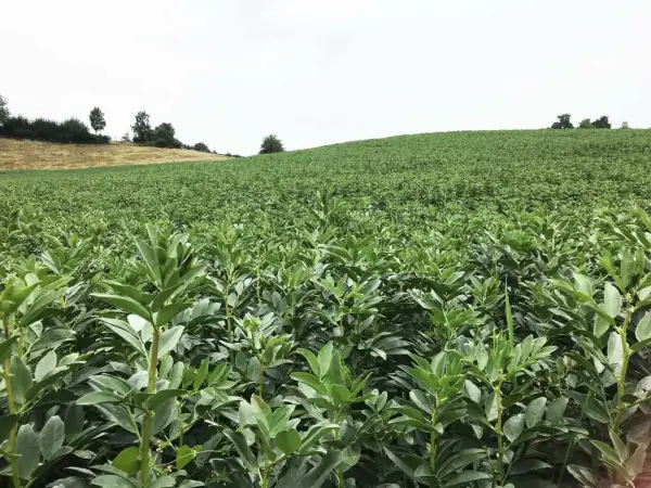 Ein weites Feld mit jungen Bohnenpflanzen, die sich im Vordergrund dicht aneinanderreihen. Im Hintergrund erstreckt sich eine grüne Hügellandschaft unter einem hellen Himmel.