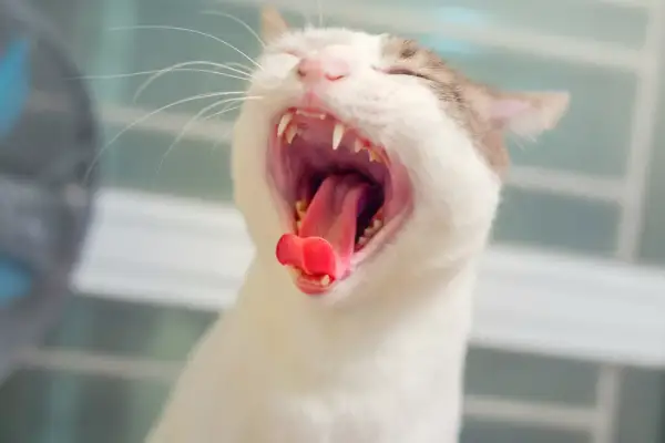 Eine Katze gähnt herzhaft und zeigt ihr rotes Zahnfleisch und spitze Zähne.