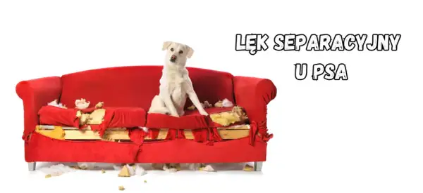 Biały pies siedzi na zniszczonej czerwonej kanapie, wygląda jakby się czegoś bał.