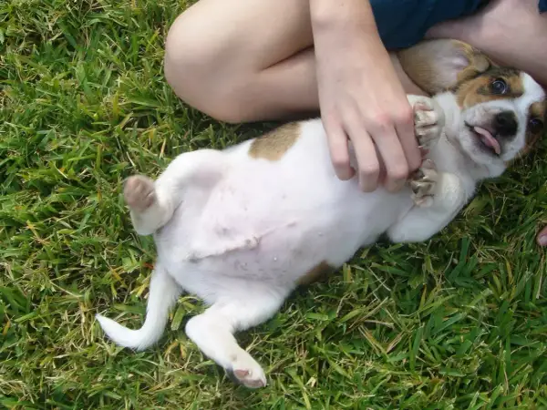 Un cachorro juguetón con barriga hinchada en el césped, recibe cosquillas en la panza.