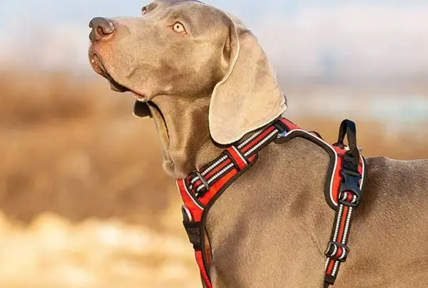 Cane Weimaraner con pettorina rossa, ideale per passeggiate sicure. Meglio collare o pettorina? La pettorina offre più comfort e controllo.