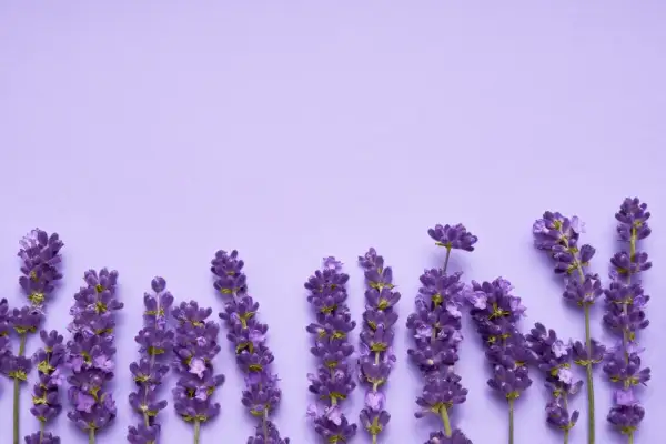 Lavendelblüten auf lila Hintergrund. Der Duft von Linalool beruhigt.