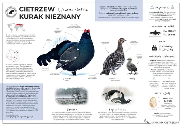 Czarny kogut z charakterystycznym ogonem w kształcie liry, samica i pisklę. Cietrzew leśny to zagrożony gatunek ptaka.