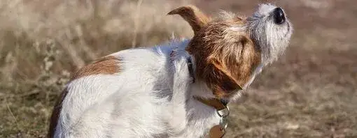 Cómo son las pulgas de perro y cómo proteger a tu mascota