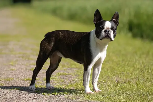 Un adorable boston terrier con su distintivo pelaje blanco y negro posa en un camino de grava rodeado de hierba verde.