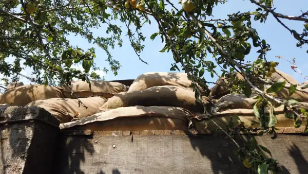 Sacs de sable empilés, rappelant les tranchées. Combien reste-t-il de survivants de la Première Guerre mondiale ? L'arbre fruitier au-dessus symbolise la vie qui continue.