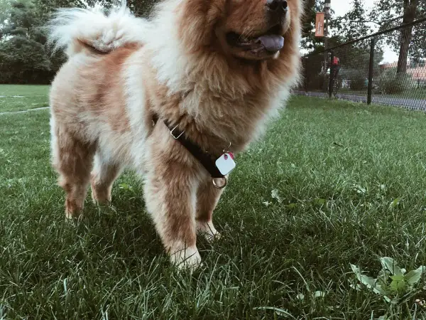 Puszysty chow chow z czarną uprzężą i zawieszką na obroży stoi na zielonej trawie.