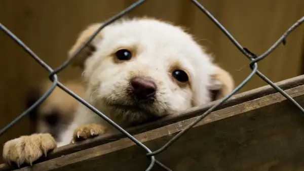Słodki szczeniak czeka na adopcję psa ze schroniska. Jego oczy błagają o dom.