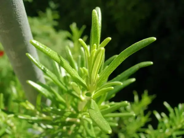 En närbild på en grön rosmarinplanta, perfekt för att odla egna örter.