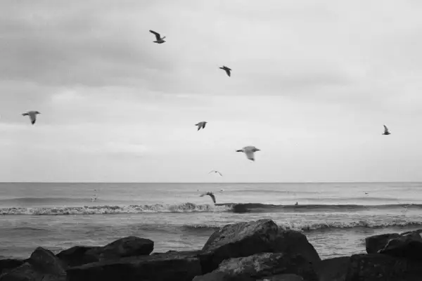 Seagulls soar over the ocean waves, captured on Ilford FP4+ film. Rocks frame the foreground of this serene, monochrome seascape.