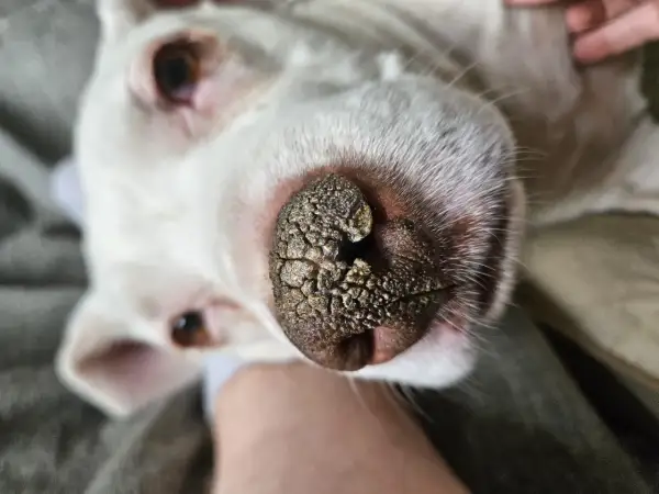 Primer plano del hocico de un perro blanco con hiperqueratosis en las almohadillas, mostrando una textura rugosa y agrietada.
