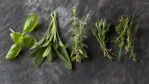 Frische Kräuter: Basilikum, Salbei, Majoran, Thymian und Oregano. Der Unterschied zwischen Thymian, Majoran und Oregano ist in ihren Blättern und Stängeln sichtbar.