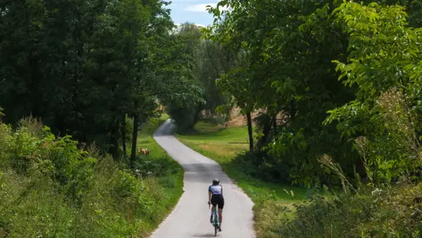 Rowerzysta przemierza malownicze trasy rowerowe świętokrzyskie, mijając po drodze pasące się krowy.