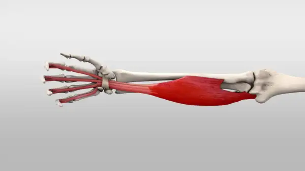 Der **flexor digitorum superficialis**-Muskel, rot dargestellt, verläuft vom Unterarm zu den Fingern und ermöglicht deren Beugung.
