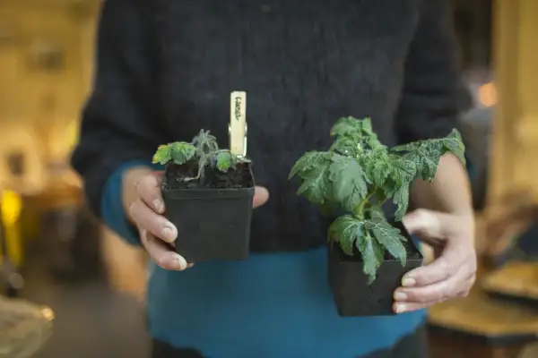 Person håller två tomatplantor. Den ena tomatplantan har friska, gröna blad, medan den andra har tomatblad som krullar sig och ser lite trötta ut.