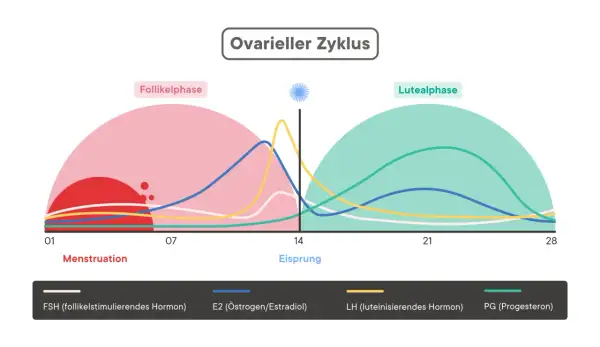 Der ovarielle Zyklus zeigt, wie lange dauert der Eisprung. Hormonkurven illustrieren die Follikel- und Lutealphase.