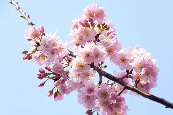 Ramo di ciliegio in fiore, con petali rosa delicati e boccioli che promettono una nuova stagione. L'innesto ciliegio è un'arte che porta bellezza.