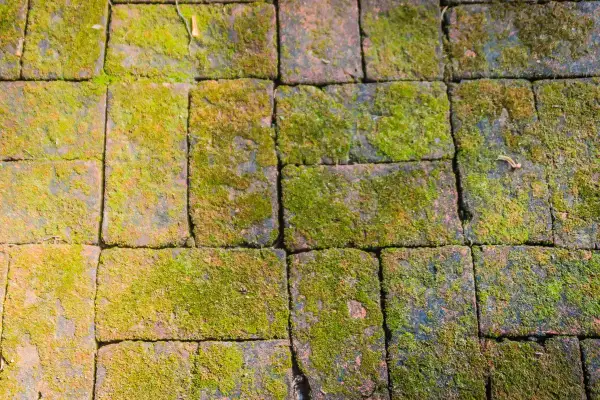 Pavimentazione in mattoni ricoperta di muschio verde. Un rimedio naturale con bicarbonato contro muschio potrebbe ridare vita a questo percorso.