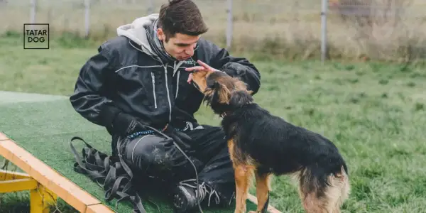Behawiorysta dla psa buduje relację z czworonogiem, ucząc go nowych sztuczek i pozytywnych zachowań.