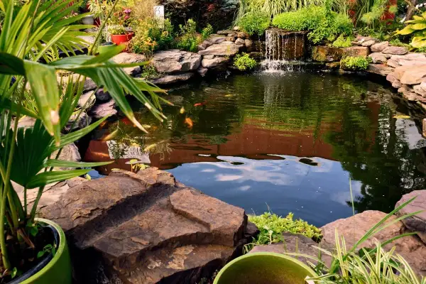 Un étang de pêche paisible avec des carpes koï, une cascade et une végétation luxuriante. Le prix d'un étang de pêche comme celui-ci dépend de sa taille et de ses caractéristiques.