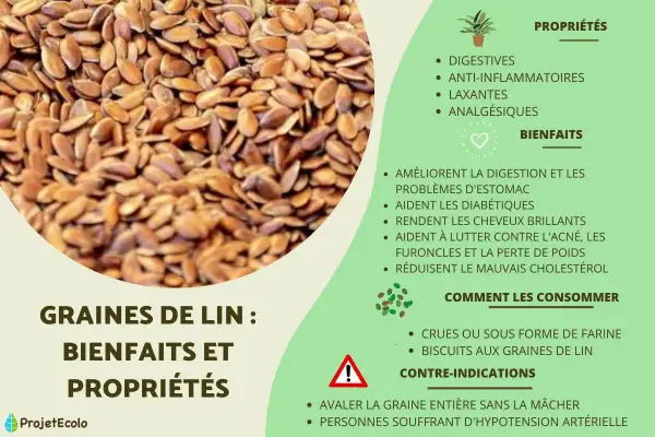 Graines de lin : une mine d'or pour la santé. Elles améliorent la digestion, aident les diabétiques et réduisent le mauvais cholestérol.