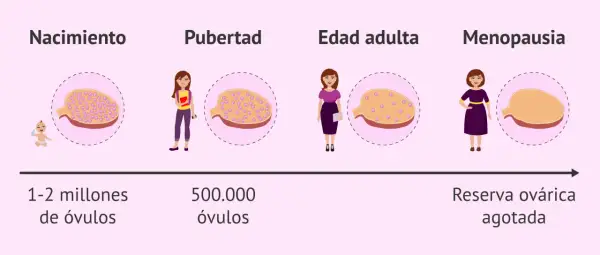 Ilustración muestra la disminución de la reserva ovárica desde el nacimiento hasta la menopausia, con un ovario que contiene menos óvulos en cada etapa.