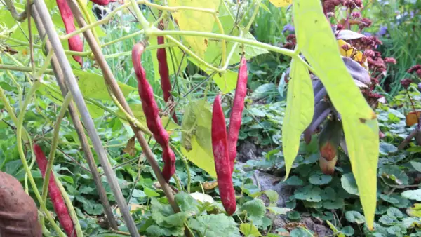 Reife, rote Stangenbohnen hängen an ihren Ranken. Das Bild zeigt, wie man erfolgreich Stangenbohnen anbauen kann.