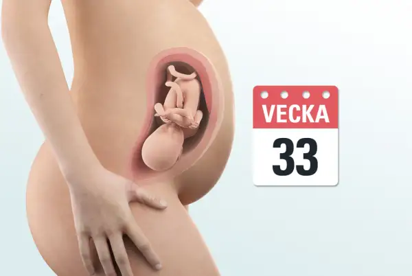 Gravid mage med foster i vecka 33. En kalender visar tydligt att det är vecka 33.