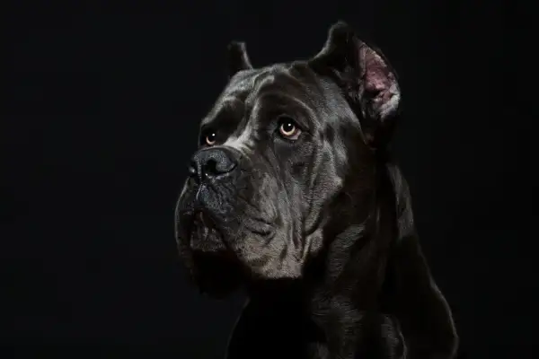 Porträt eines dunklen Cane Corso mit ernstem Blick. Informationen über Cane Corso Krankheiten sind wichtig für die Gesundheit des Hundes.