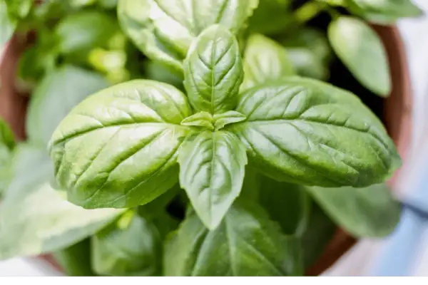 Jaki nawóz do bazylii, aby uniknąć błędów w uprawie?
