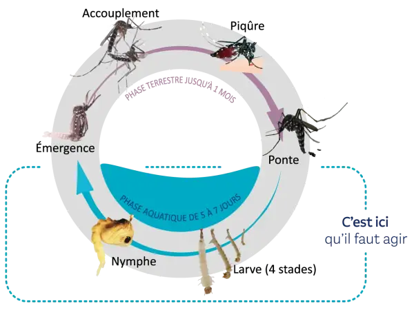 Le cycle de vie des moustiques : ponte, phase aquatique (nymphe), phase terrestre jusqu'à l'émergence. C'est ici qu'il faut agir.