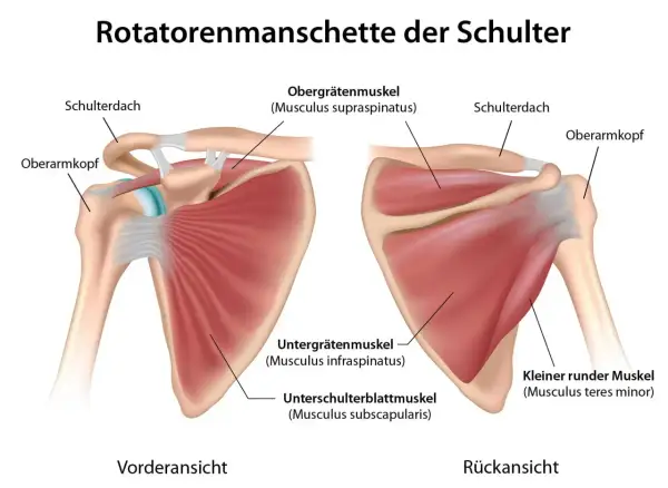 Vorder- und Rückansicht der Rotatorenmanschette. Der **musculus supraspinatus** ist Teil der Schultermuskulatur.