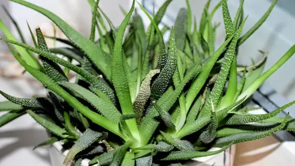 Zielony aloes z białymi kropkami, potrzebuje podlewania. Liście są lekko pomarszczone, co sugeruje, że roślina jest spragniona.