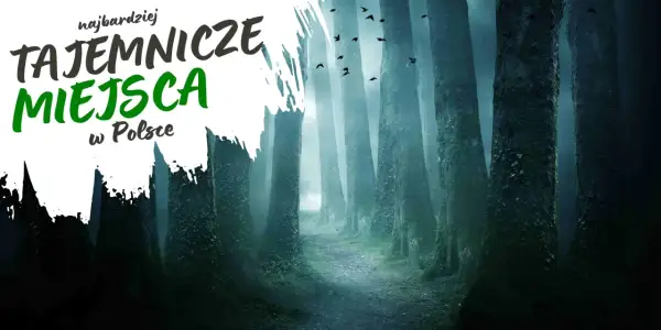 Najbardziej tajemnicze miejsca w Polsce: mroczny las, mgła i stada ptaków tworzą atmosferę nawiedzonych miejsc.