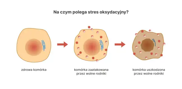 Ilustracja pokazuje, co to są antyoksydanty, broniące komórki przed wolnymi rodnikami, które powodują jej uszkodzenie.