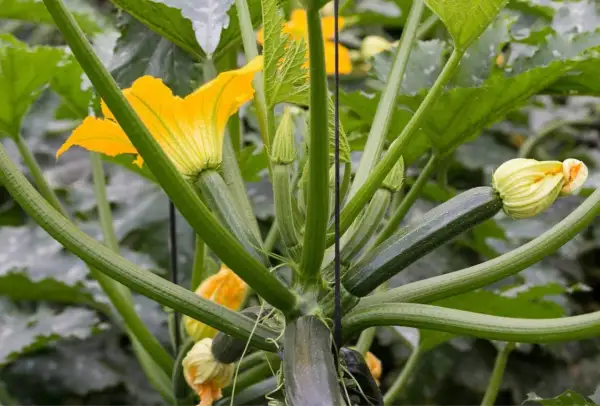 Plante de courgette avec ses fleurs jaunes éclatantes et ses jeunes fruits verts. Les tiges épaisses et velues soutiennent la croissance prometteuse des fleurs de courgettes.