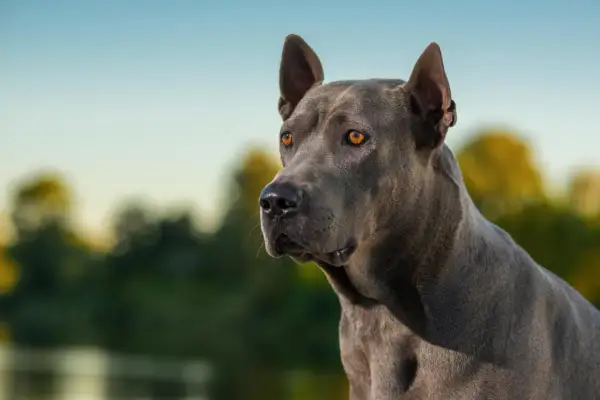 Ein riesen Hund mit bernsteinfarbenen Augen blickt nachdenklich in die Ferne, sein graues Fell glänzt im Sonnenlicht.