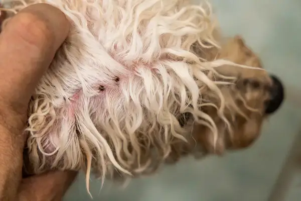 Zeigt Zecken auf der Haut eines Hundes, ein häufiges Problem bei reisekranken Hunden.