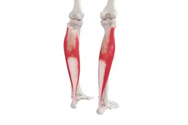Anatomical illustration showing the mięsień trójgłowy łydki, highlighted in red, attached to the bones of the lower leg and foot.