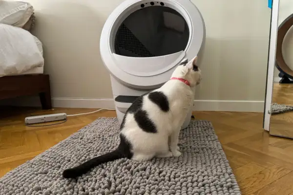 Svartvit katt sitter på en grå matta framför en automatisk kattlåda. Denna kattlåda är bäst i test för att hålla hemmet rent.