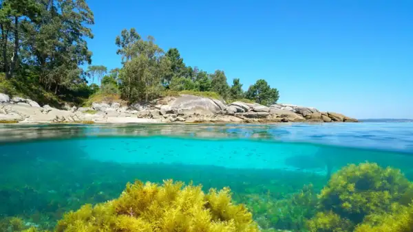 Aguas cristalinas y vegetación marina exuberante en las calas de Bueu. Peces nadan bajo la superficie, mientras la costa rocosa y arbolada se alza bajo un cielo azul.