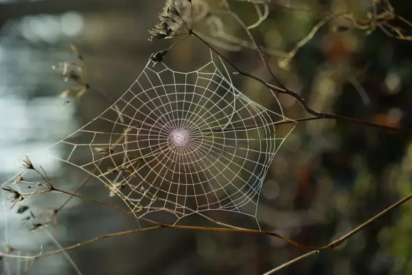 Sieć pajęcza na gałązkach, delikatna i lśniąca, budzi **arachnofobię** u wielu.